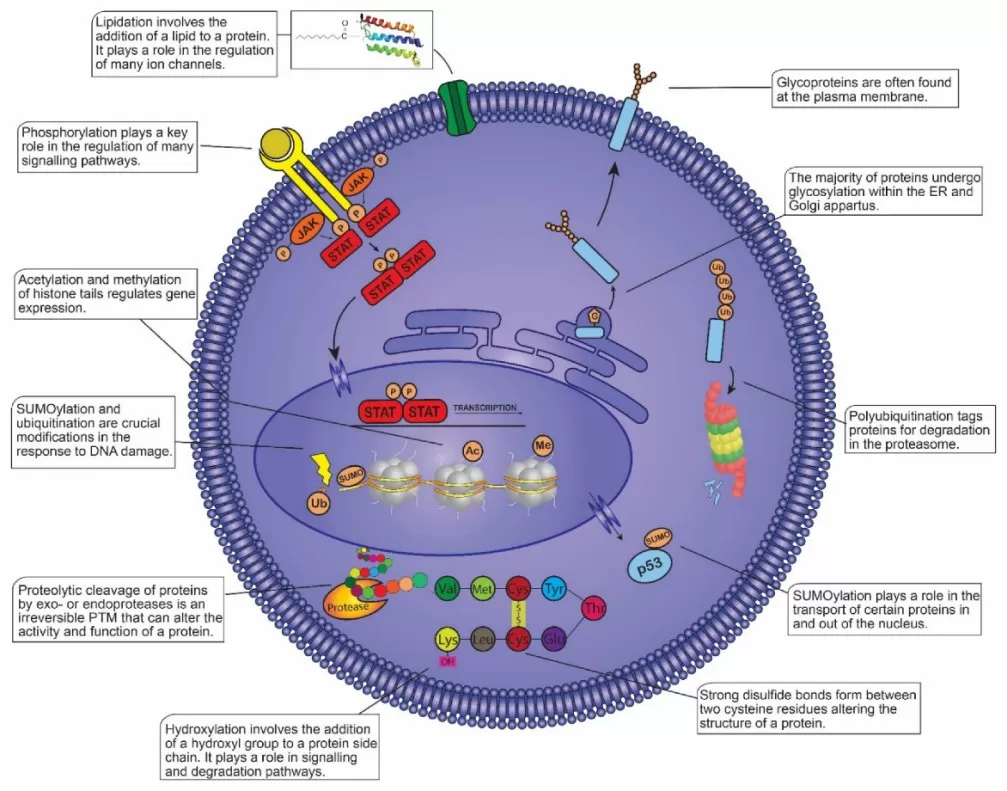Post-translational modifications (PTMs) within the mammalian cell.